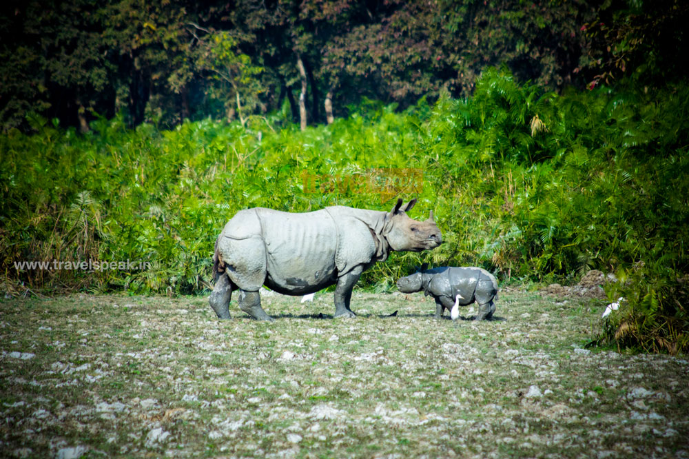 Kaziranga One Horned Rhino with Calf
