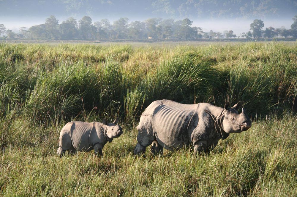 Wildlife Excursion in North-East India