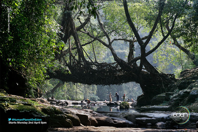 Living Root Bridge Cherrapunji